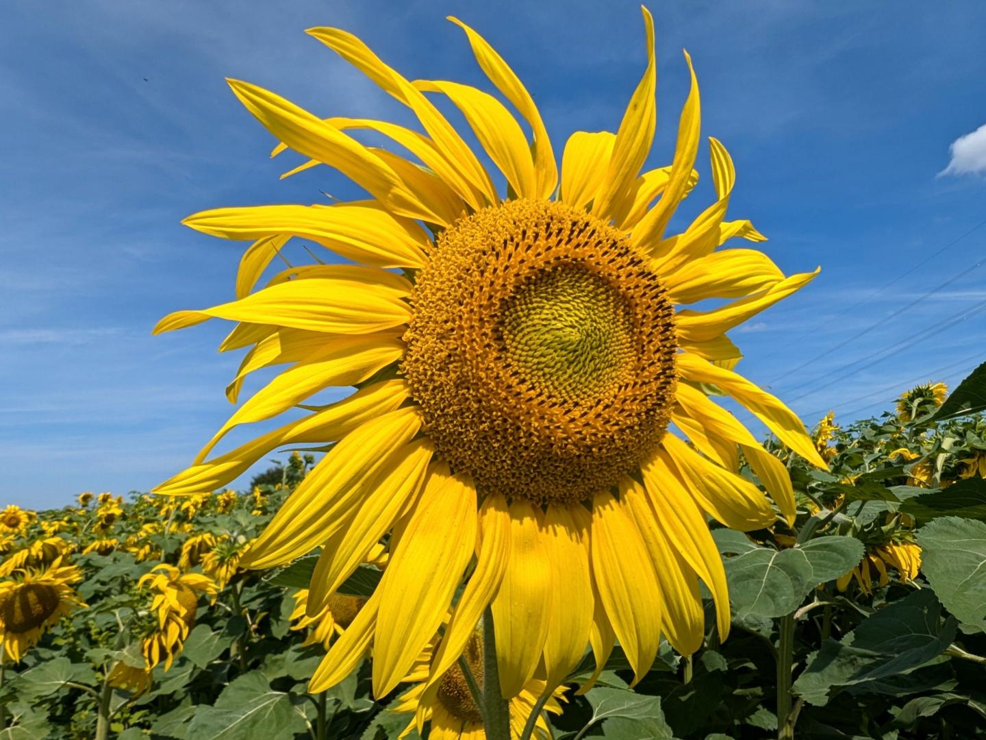 Sonnenblumen