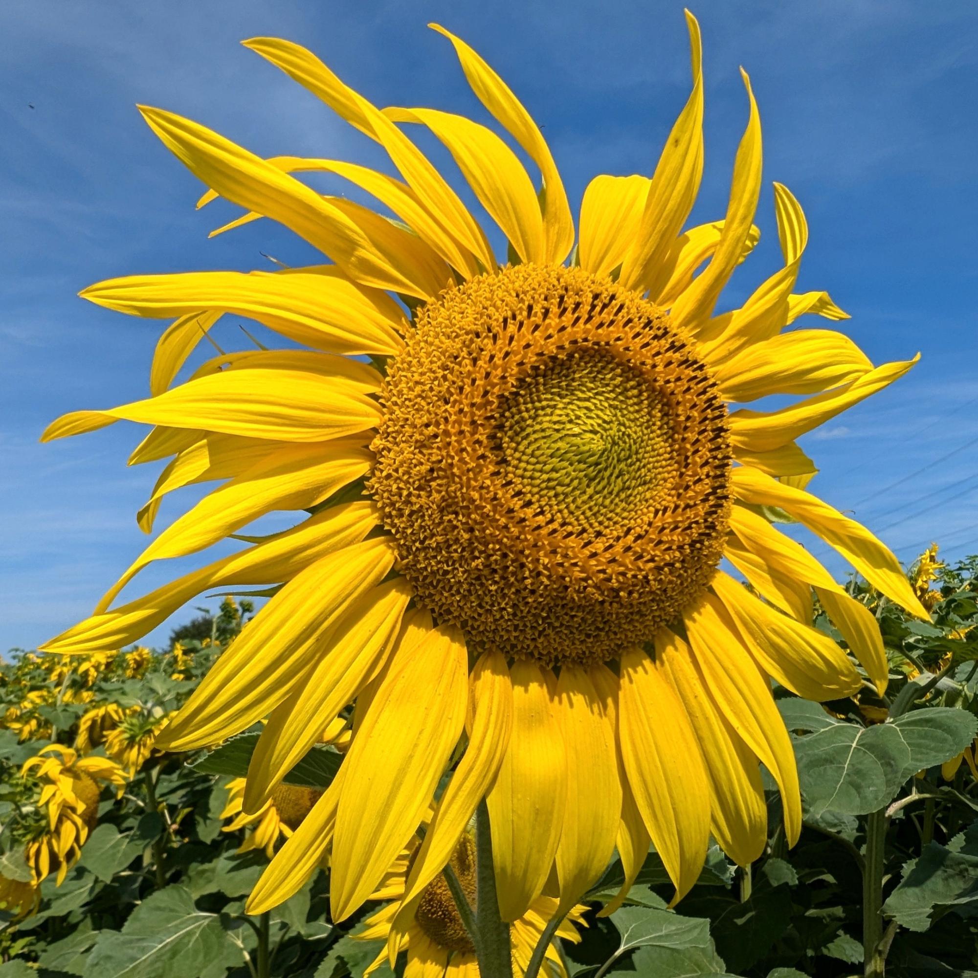 Sonnenblumen